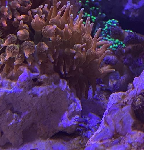 Aquarium1