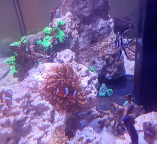 Aquarium2