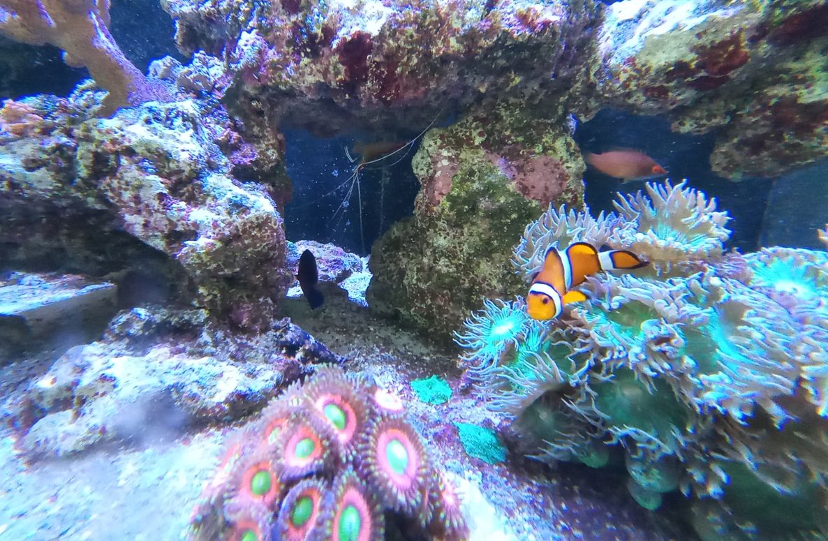 Aquarium2
