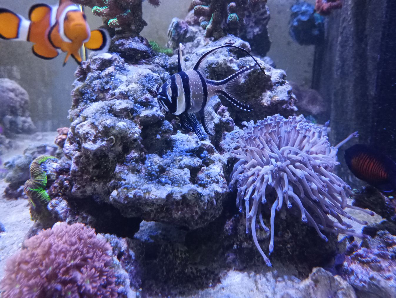 Aquarium2