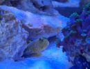 aquarium s2