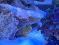 aquarium s2