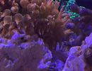 aquarium1