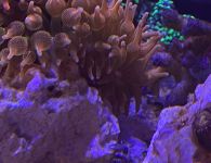 aquarium1