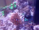 aquarium2