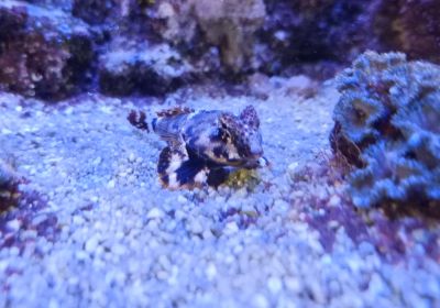 Meerwasser Aquarium